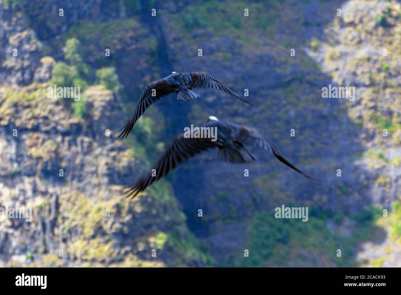 Dickschnabel Rabenvögel (Dendropicos abyssinicus) fliegen in Simien Berge, Äthiopien, Motion foto Stockfoto Dickschnabel Rabenvögel (Dendropicos abyssinicus) fliegen in Simien Berge, Äthiopien, Motion foto Stockfoto