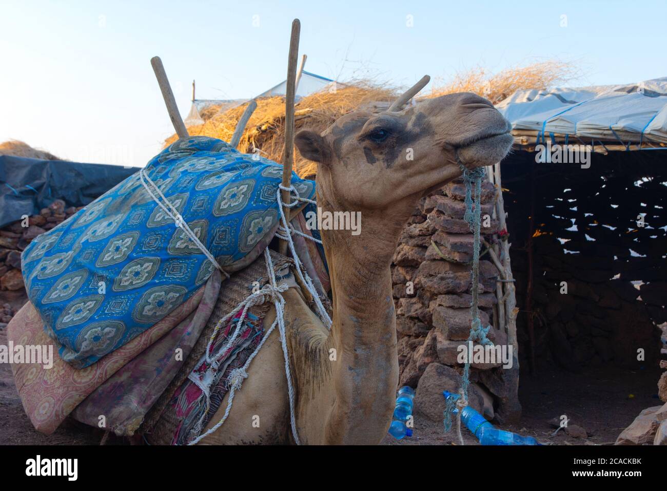 Porträt eines Kamels kauen Zeug Stockfoto Porträt eines Kamels kauen Zeug Stockfoto