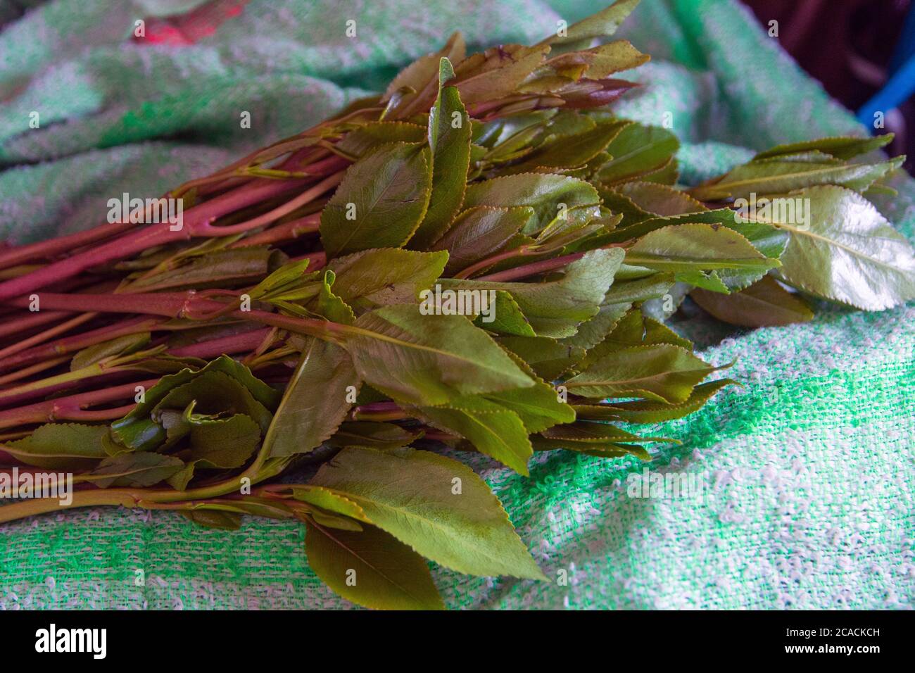 Khat-Pflanze, bekannt für Cathinon, ein Stimulans, das angeblich Aufregung, Appetitlosigkeit und Euphorie verursachen Stockfoto
