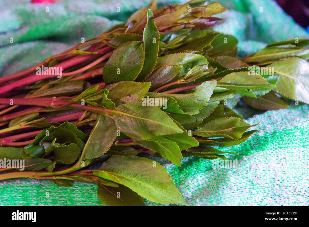 Khat-Pflanze, bekannt für Cathinon, ein Stimulans, das angeblich Aufregung, Appetitlosigkeit und Euphorie verursachen Stockfoto