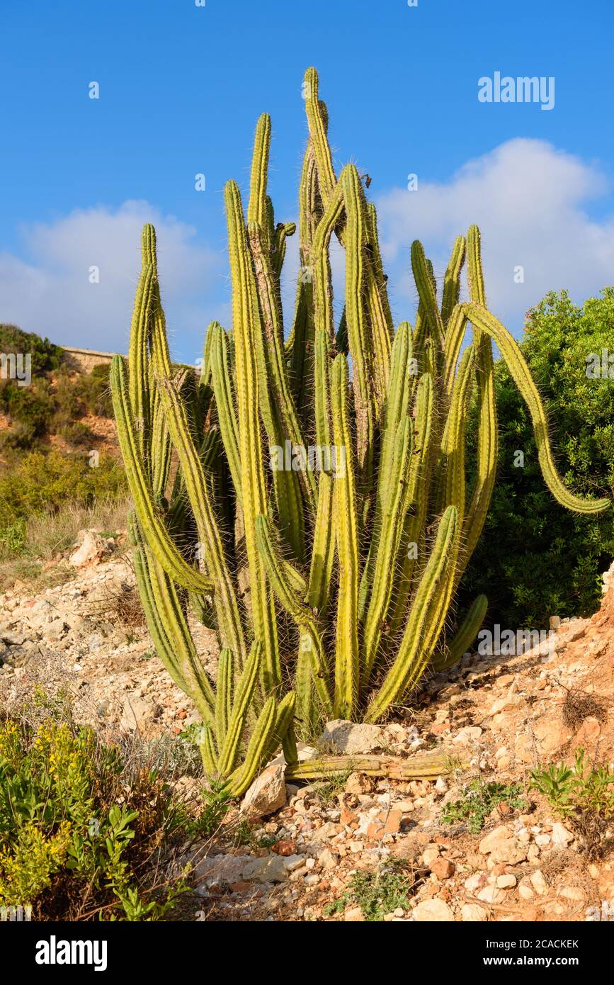 Tropischer hoher Kaktus wchst auf Felsen. Menorca, Balearen, Spanien  Stockfotografie - Alamy