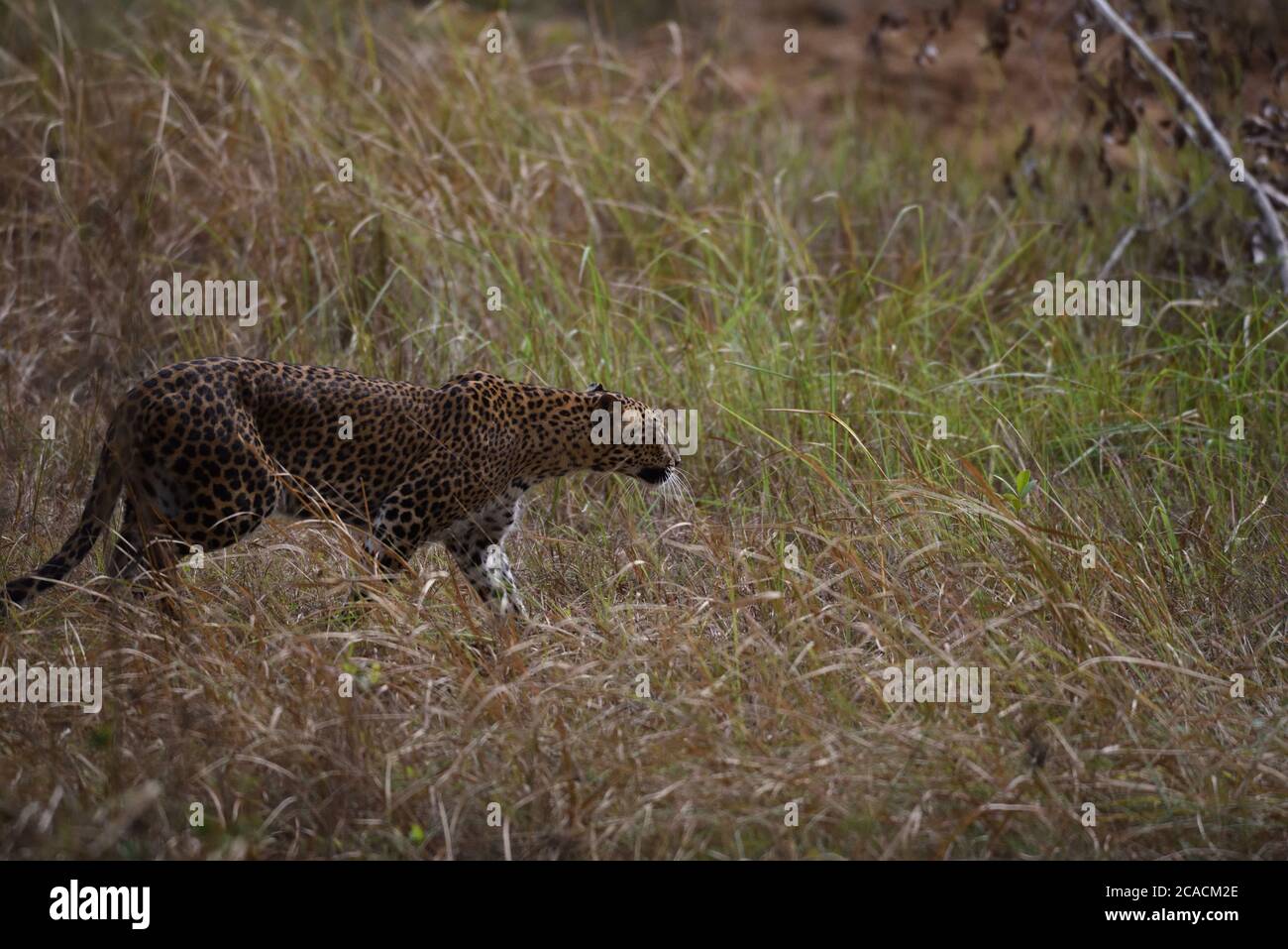 Srilankischer Leopard (Panthera pardus kotiya), der eine Grashalde im Wilpattu Nationalpark in Sri Lanka verfolgt. Stockfoto