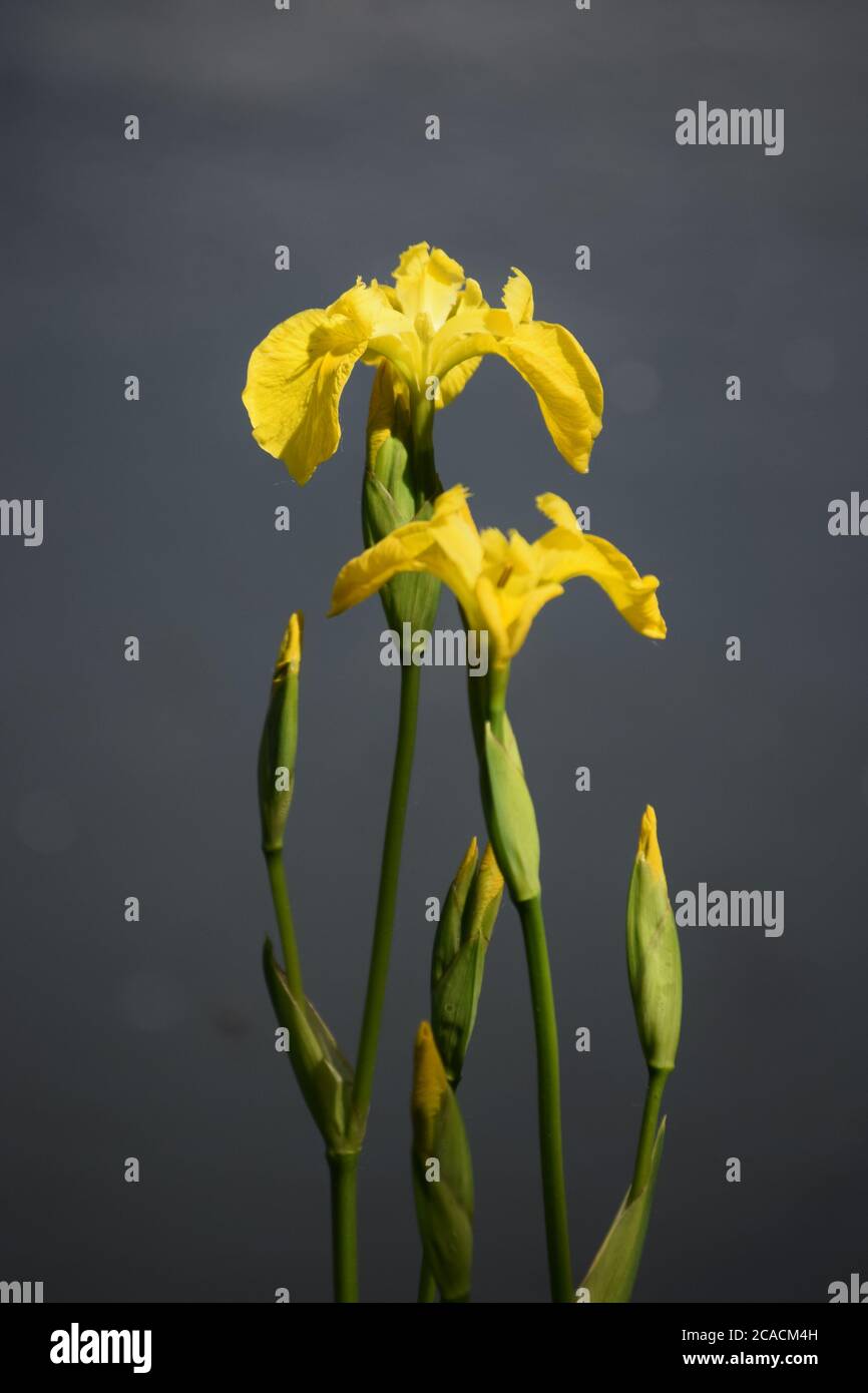 Paar gelbe Irises Stockfoto