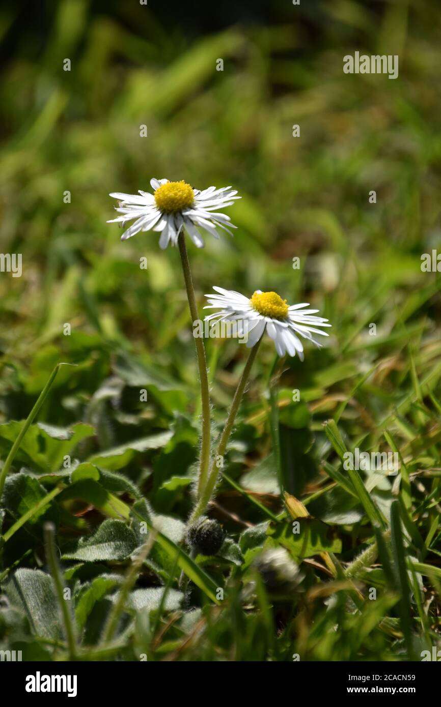 Paar Gänseblümchen Stockfoto