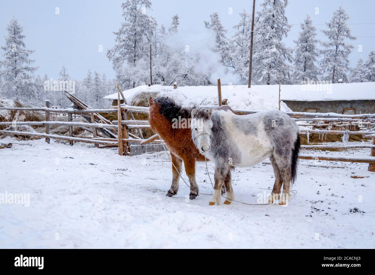 Zwei Pferde auf dem Bauernhof im Dorf Oymajakon in der Republik Sacha, Russland. Stockfoto