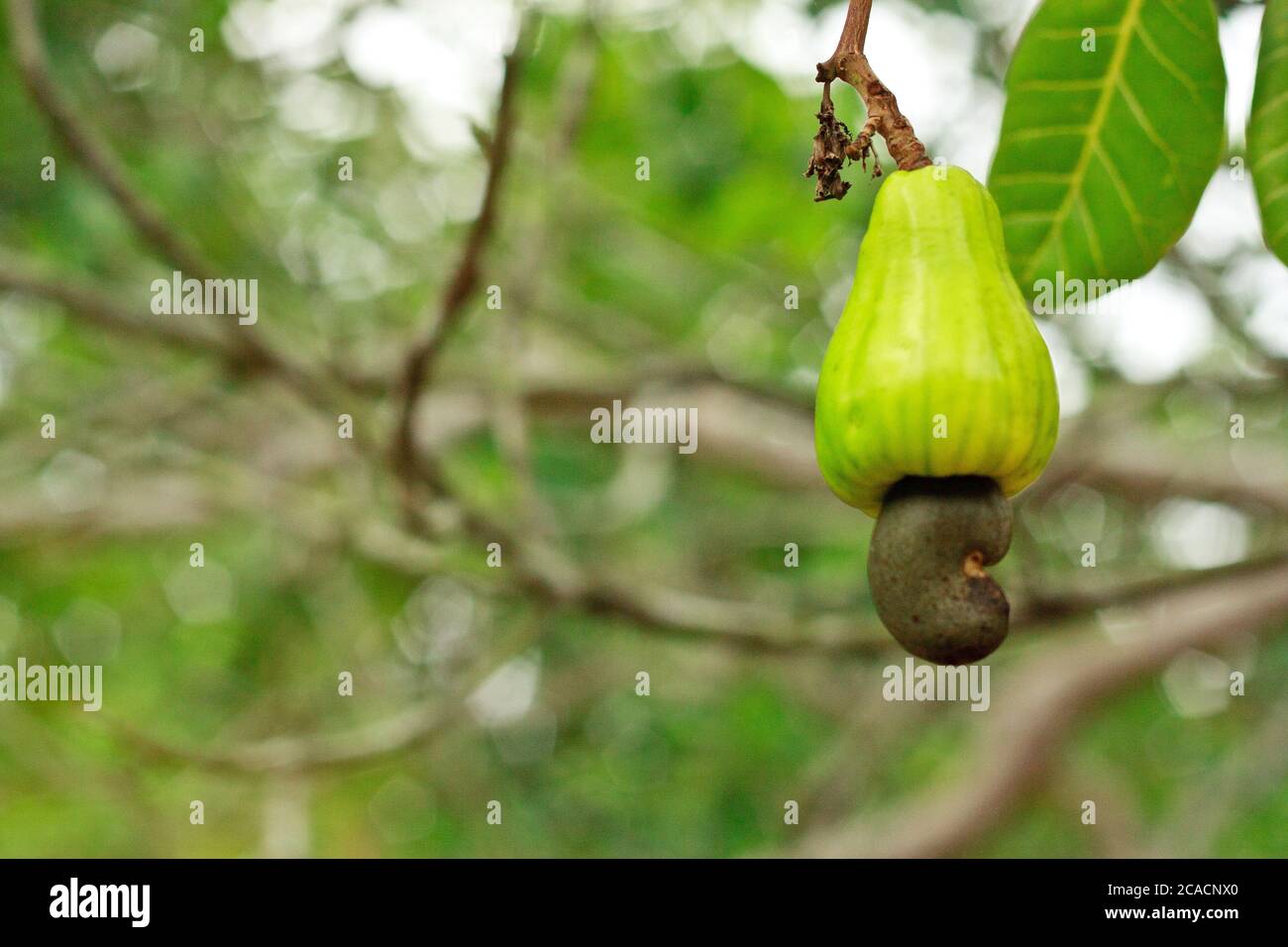 Rohe Cashewnüsse auf den Bäumen im saisonalen Garten Stockfoto