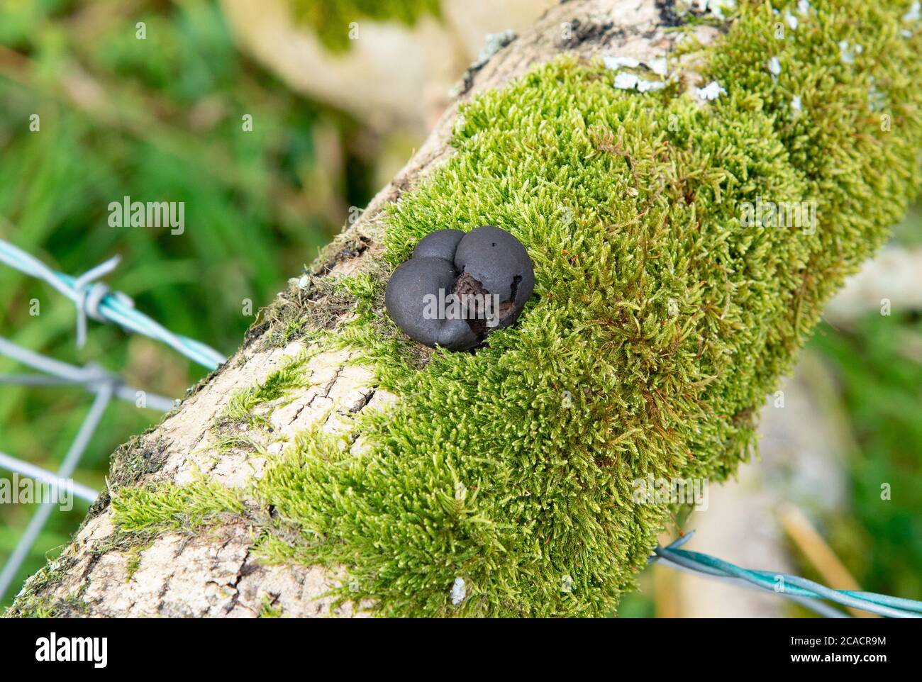King Alfred's Cakes Pilzen auf einem Aschenbaum Ast, Daldinia concentrica, Yealand Conyers, Lancashire, Großbritannien. Stockfoto
