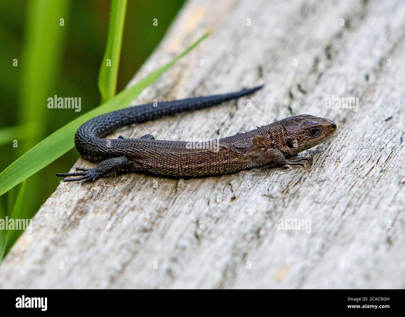 Eine gemeine Eidechse, Foulshaw Moss, Witherslack, Cumbria, Großbritannien. Stockfoto