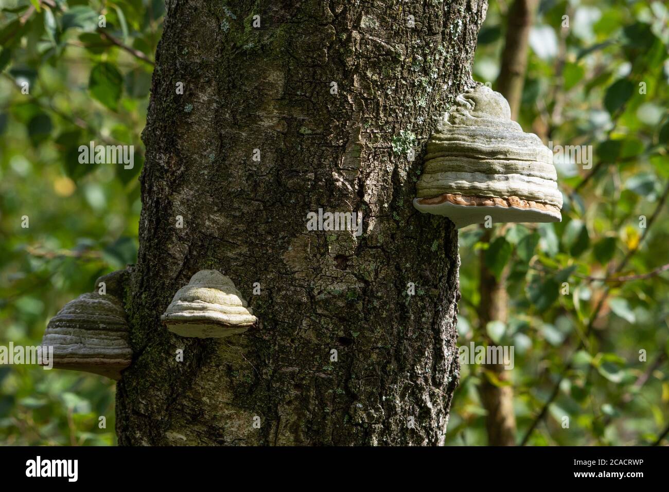 Hufpilz, Foulshaw Moss, Witherslack, Cumbria, Großbritannien. Stockfoto