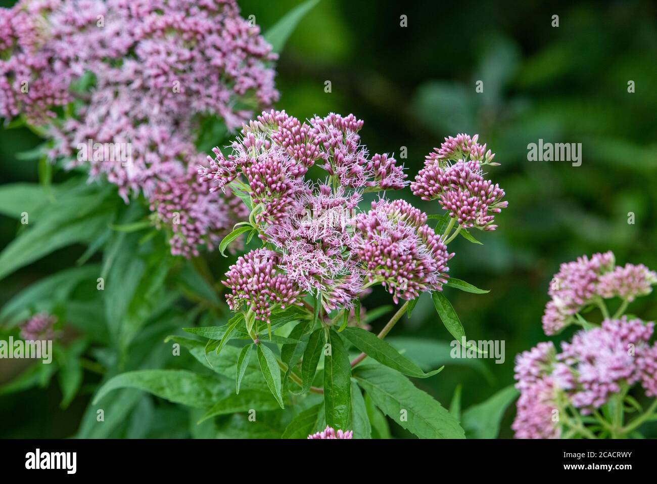 Spotted Joe-pyeweed, Foulshaw Moss, Witherslack, Cumbria, Großbritannien. Stockfoto