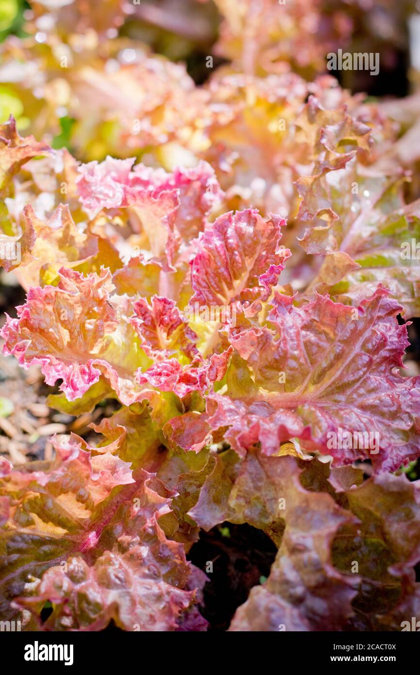 Roter Korallensalat auf Bio-Gemüse Salat Lebensmittel Hintergrund Stockfoto