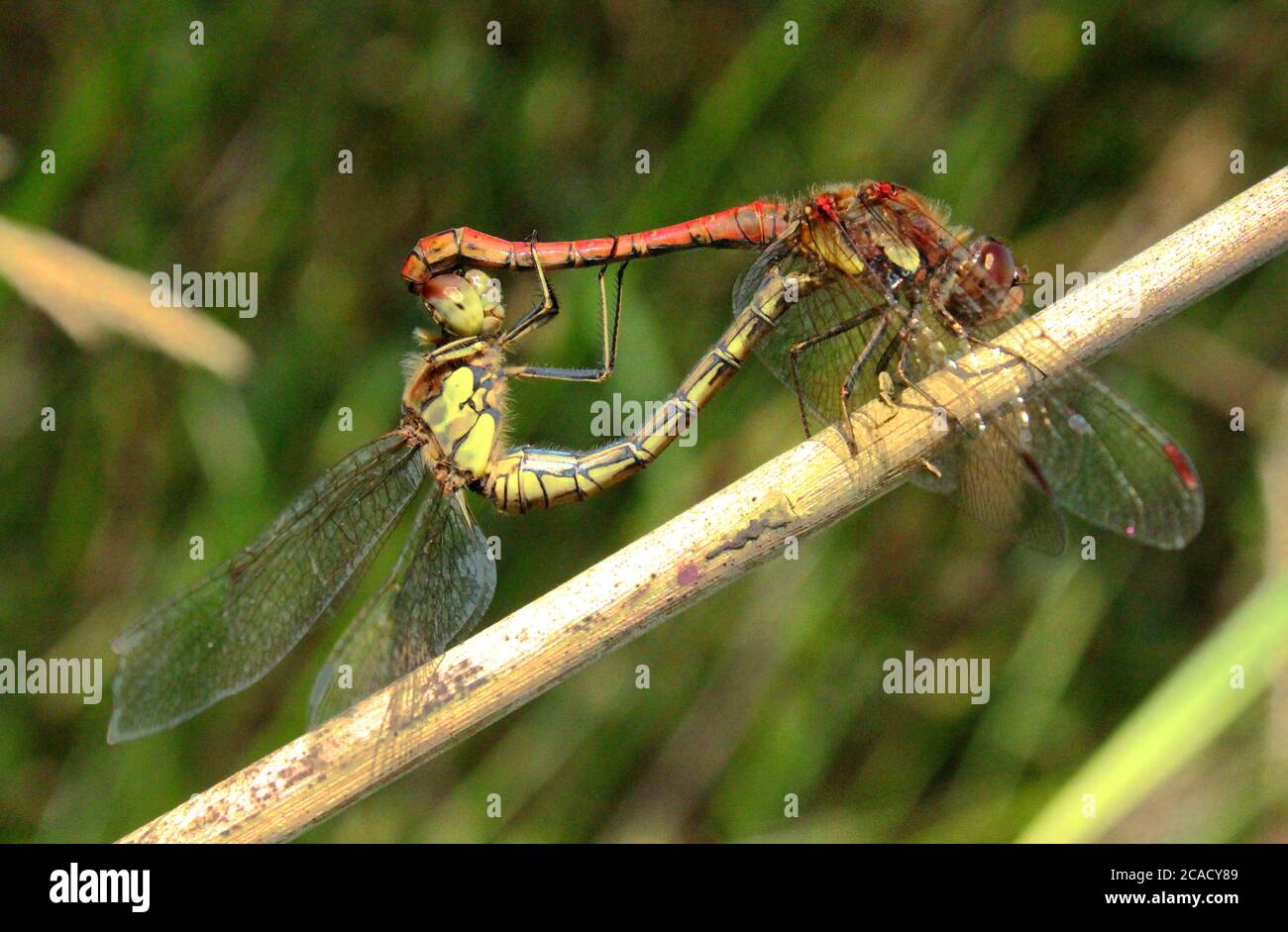 Gemeinsame Sympetrum-Libellen Paarung Stockfoto