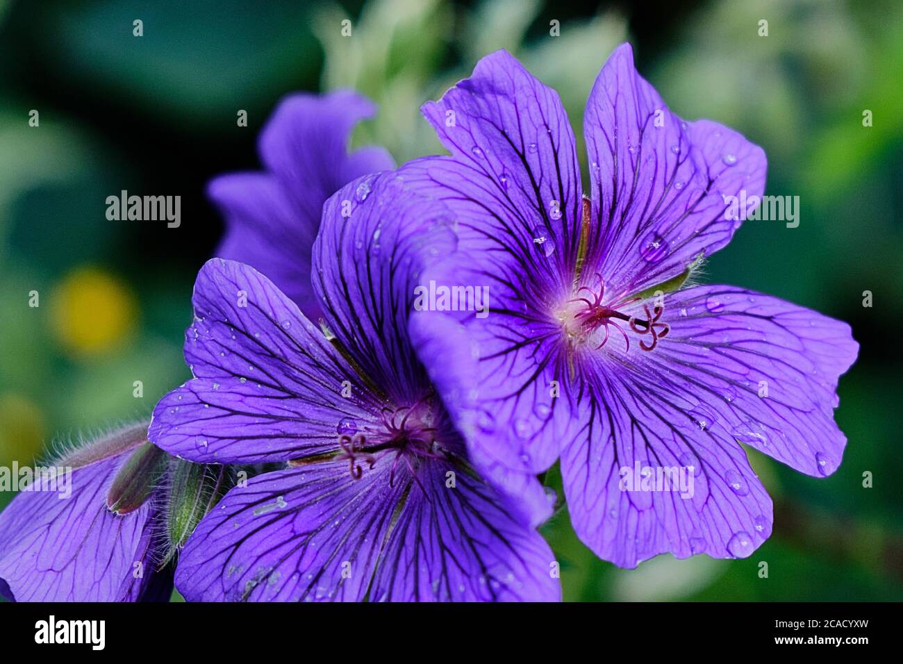 Lila Kranichschnabel Blume Stockfoto