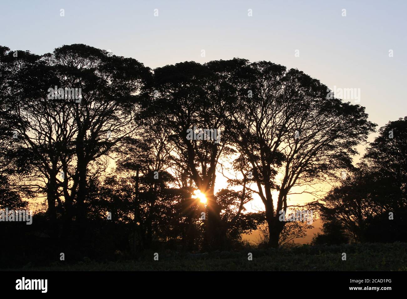 Sonnenlicht durch Baumgrenze Stockfoto