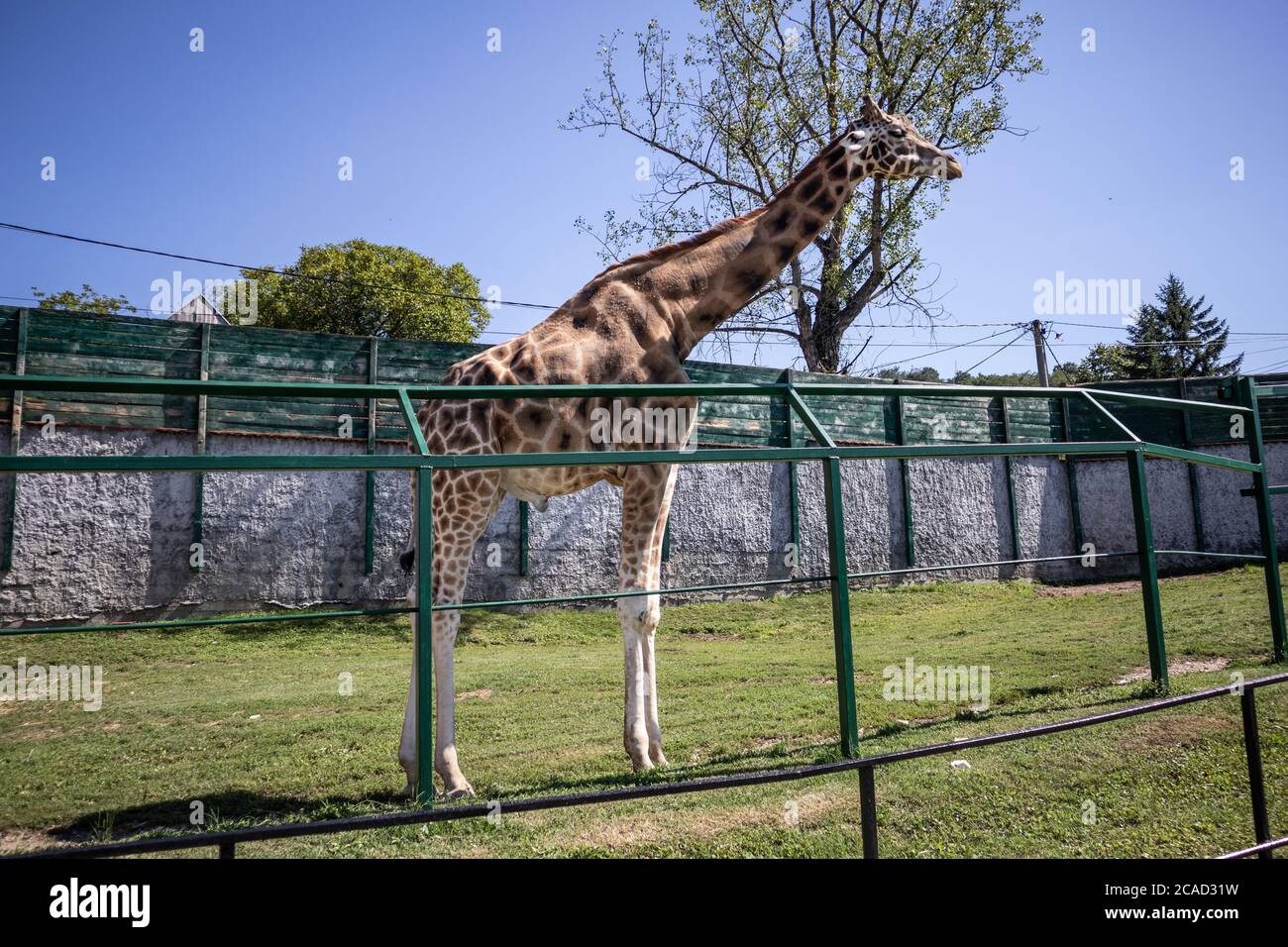Giraffe steht auf dem Gras hinter einem Zaun an einem heißen Sommertag im Zoo Park von Jagodina, Serbien Stockfoto