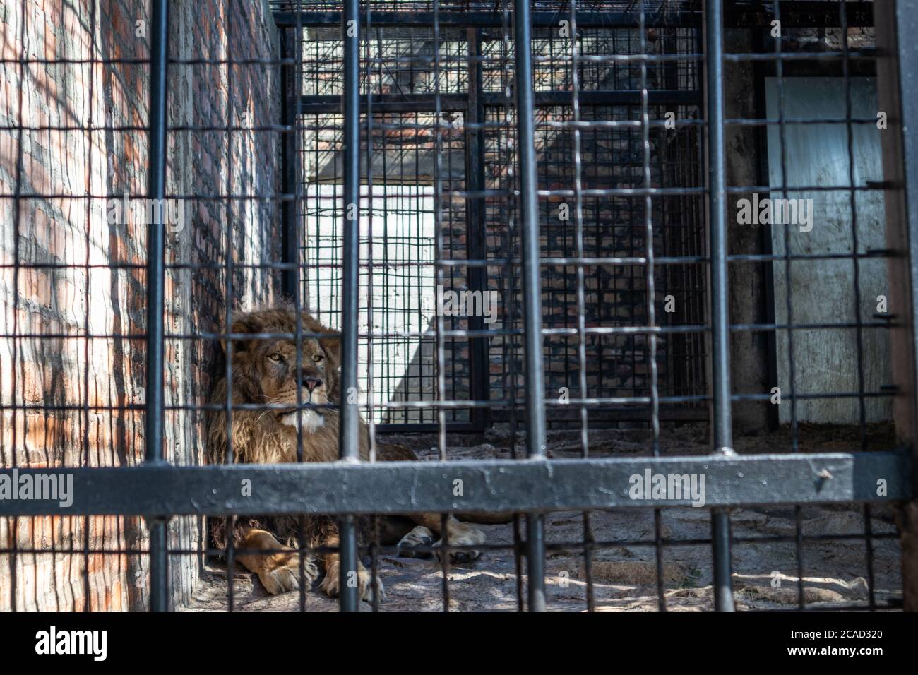 Der Löwe ruht im Schatten des Käfigs hinter Gittern an einem heißen Sommertag im Zoo Park von Jagodina, Serbien Stockfoto