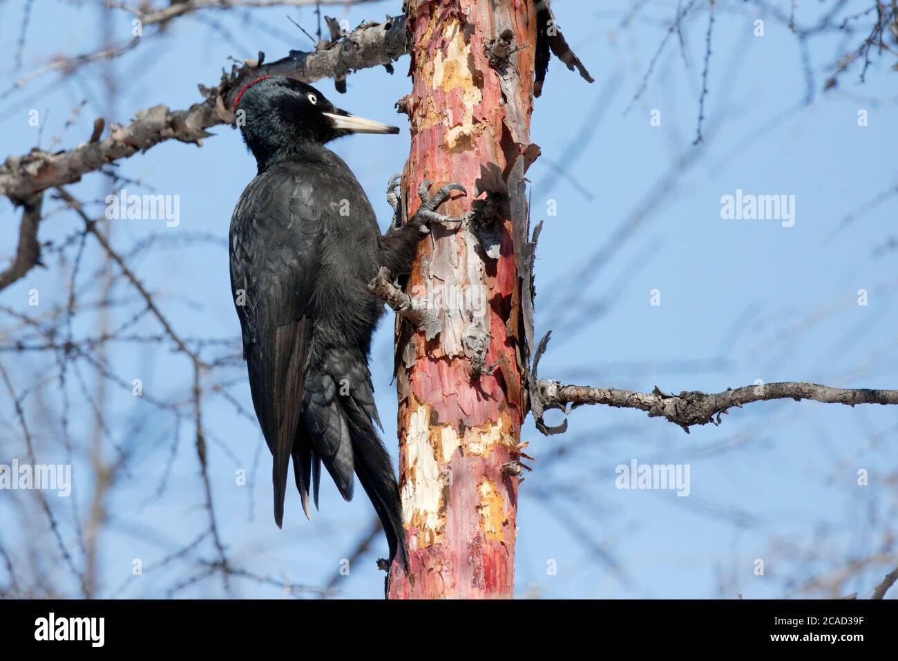 Schwarzspecht (Dryocopus martius), Waldgebiet bei Yakeshi, Innere Mongolei, China 9. März 2017 Stockfoto