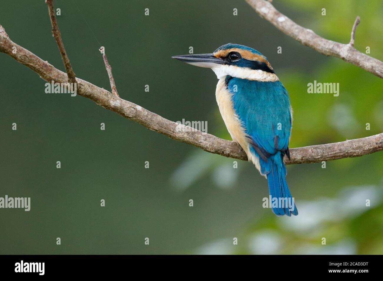 Halsbandfischer (Todirhamphus chloris), Seitenansicht eines erwachsenen Vogels am Ast, nahe Suva, Viti Levu, Fidschi 12. Mai 2017 Stockfoto