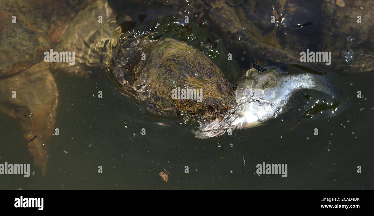 Schnappschildkröte, Chelydra serpentina, Maryland, Fütterung auf weißen crappie Stockfoto