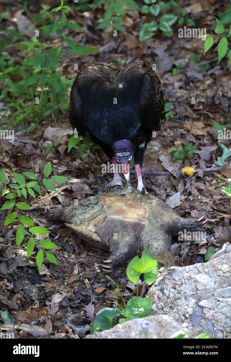 putengeier (Cathartes Aura), die sich von toten Schnappschildkröten ernährt, (Chelydra serpentina), Maryland Stockfoto