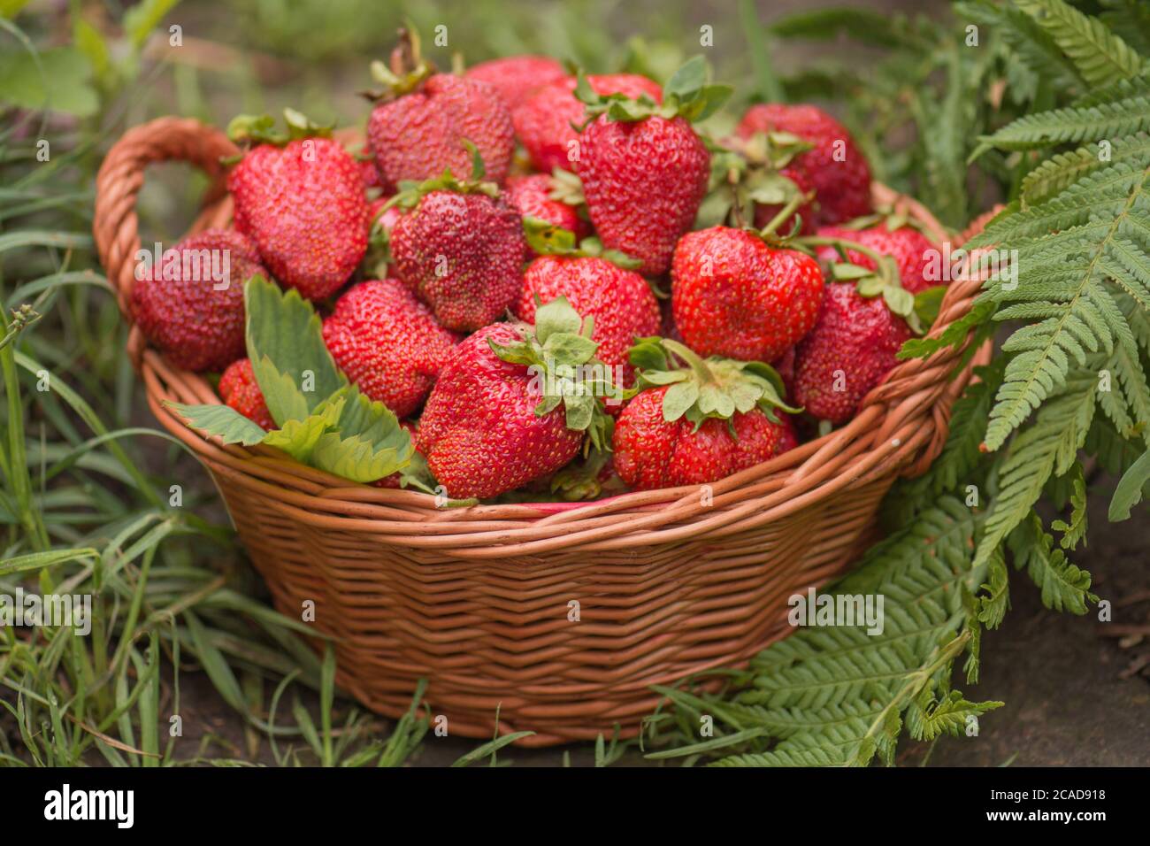Erdbeere mit Blatt und blühende Blume aus nächster Nähe. Erdbeeren am sonnigen Tag. Lebensstile Stockfoto
