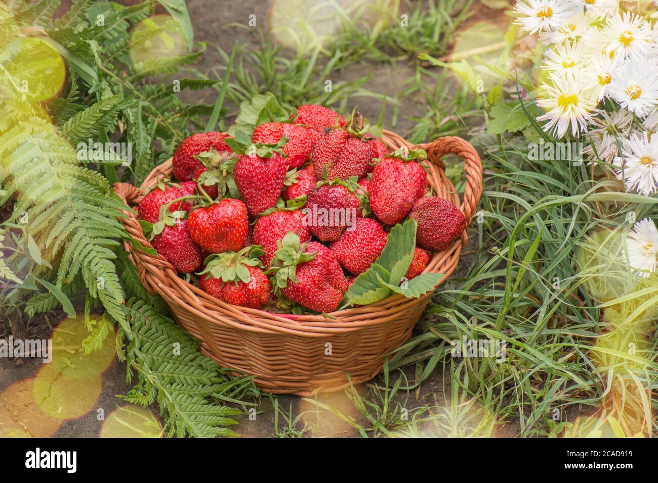 Erdbeere mit Blatt und blühende Blume aus nächster Nähe / Erdbeeren an sonnigen Tagen. Verschiedene saftige Erdbeere mit Blättern in einem Korb. Frisch gepflückte Strohhalme Stockfoto