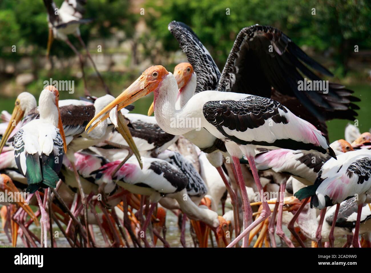 Gruppe von Pelikanen fangen Fische aus dem Fluss des Sees. Pelikan-Vogeltapete , Hintergrund Stockfoto