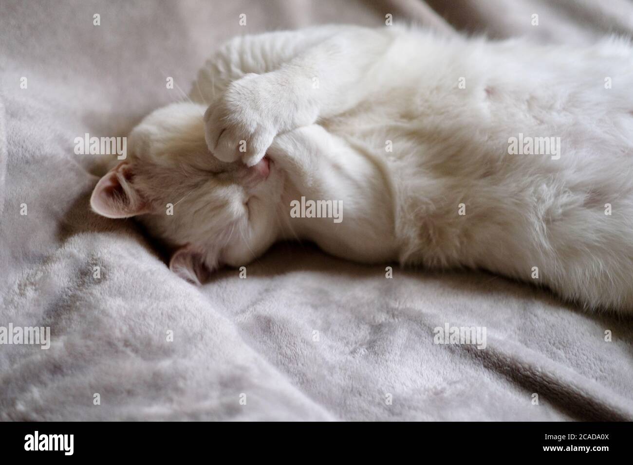 Eine reinweiße Katze bedeckt ihren Mund mit Pfoten und lacht unter Tageslicht. Auf grauer Bettdecke liegend Stockfoto