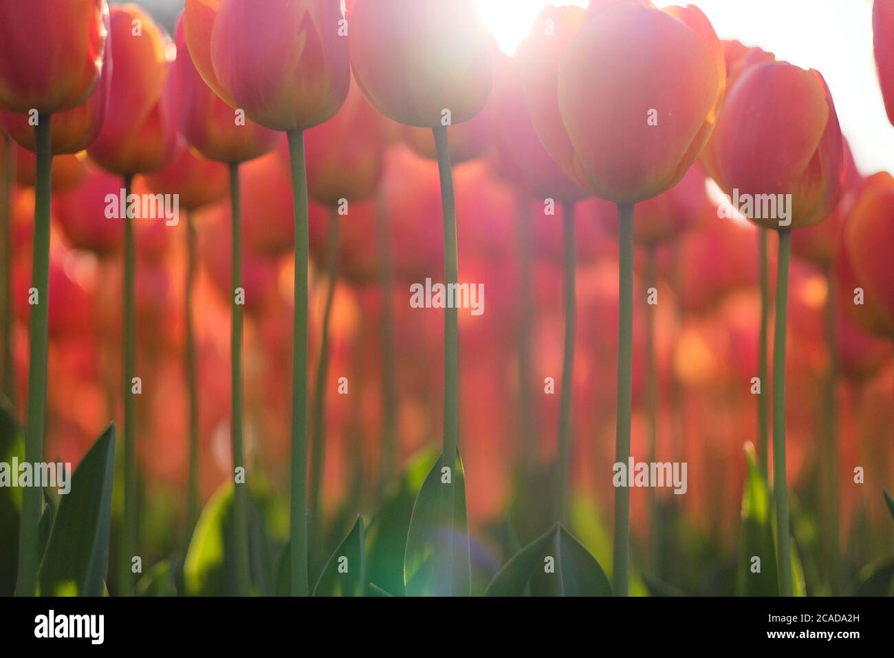 Strahlender Sonnenschein, der durch rote Tulpenblüten scheint. Dicht von schönen Tulpen mit grünen Stielen. Niedriger Winkel. Stockfoto