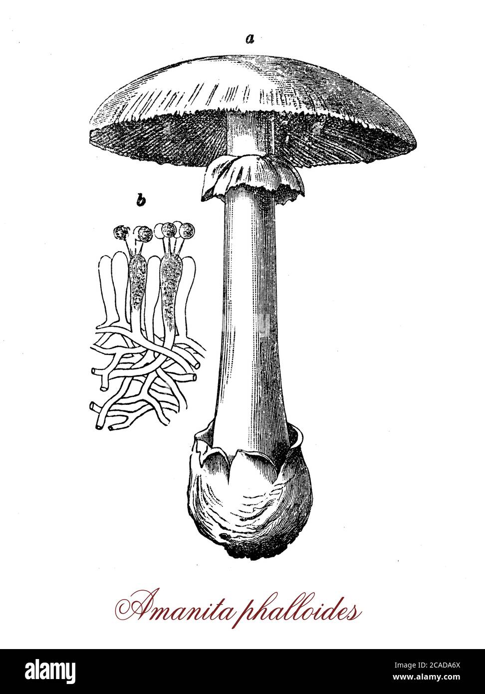 Amanita phalloides oder Todeskappe, tödlich giftiger Pilz sehr ähnlich essbaren Pilzen mit Risiko einer versehentlichen Vergiftung Stockfoto
