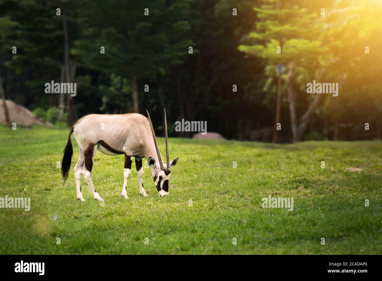 Gemsbok (Oryx gazella) essen etwas auf grünem Gras im offenen Zoo Stockfoto