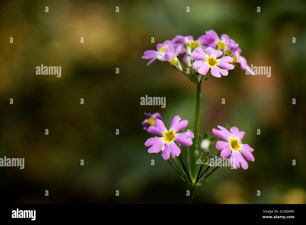 Lila Blumen in grün, Hintergrund Natur-Szene Stockfoto