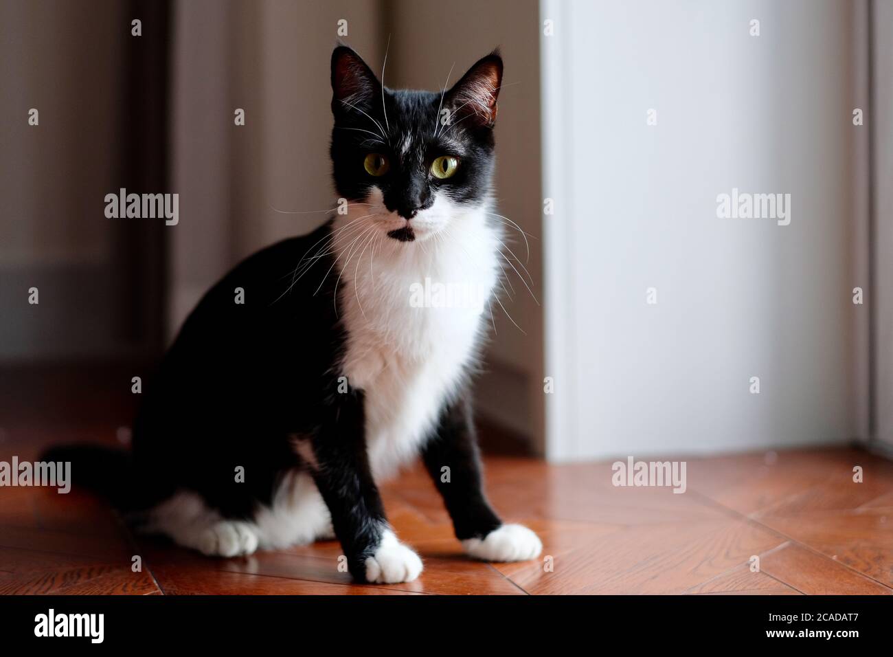 Eine schwarz-weiße Katze, die zu Hause auf braunem Holzboden steht. Blick auf die Kamera. Tageslicht an der Seite. Hintergrund verwischen Stockfoto