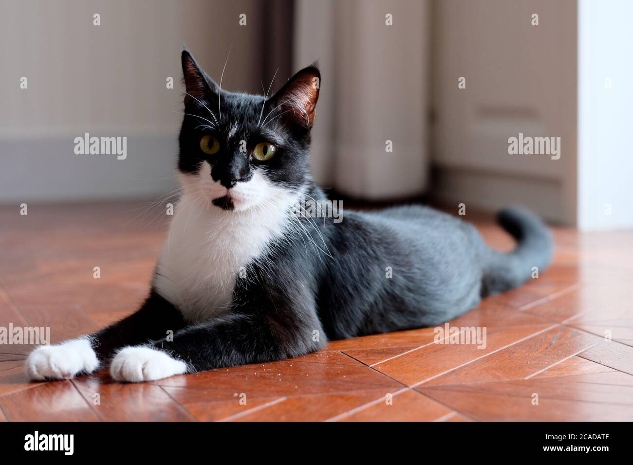 Nahaufnahme einer schwarz-weißen Katze, die zu Hause auf braunem Holzboden liegt. Blick auf die Kamera. Tageslicht an der Seite. Hintergrund verwischen Stockfoto