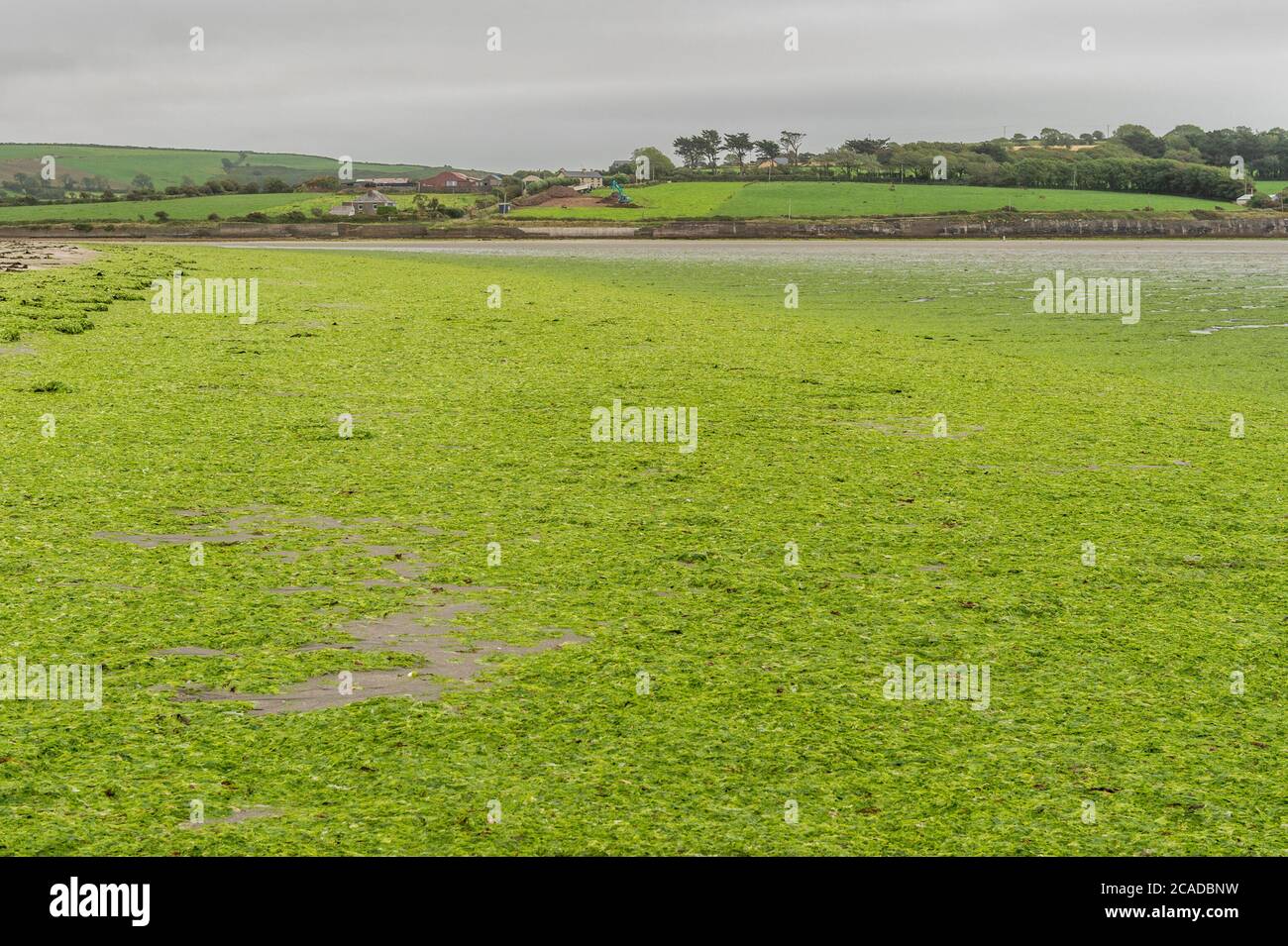 Hafenblick, West Cork, Irland. August 2020. Am Harbour View Beach und an anderen Stränden in West Cork wurden Tonnen von grünen Algen gespült. Die Algen, auch bekannt als "Seesalat", werden verursacht, wenn menschliche Abfälle ins Meer fließen und Wachstum verursachen. Quelle: AG News/Alamy Live News Stockfoto