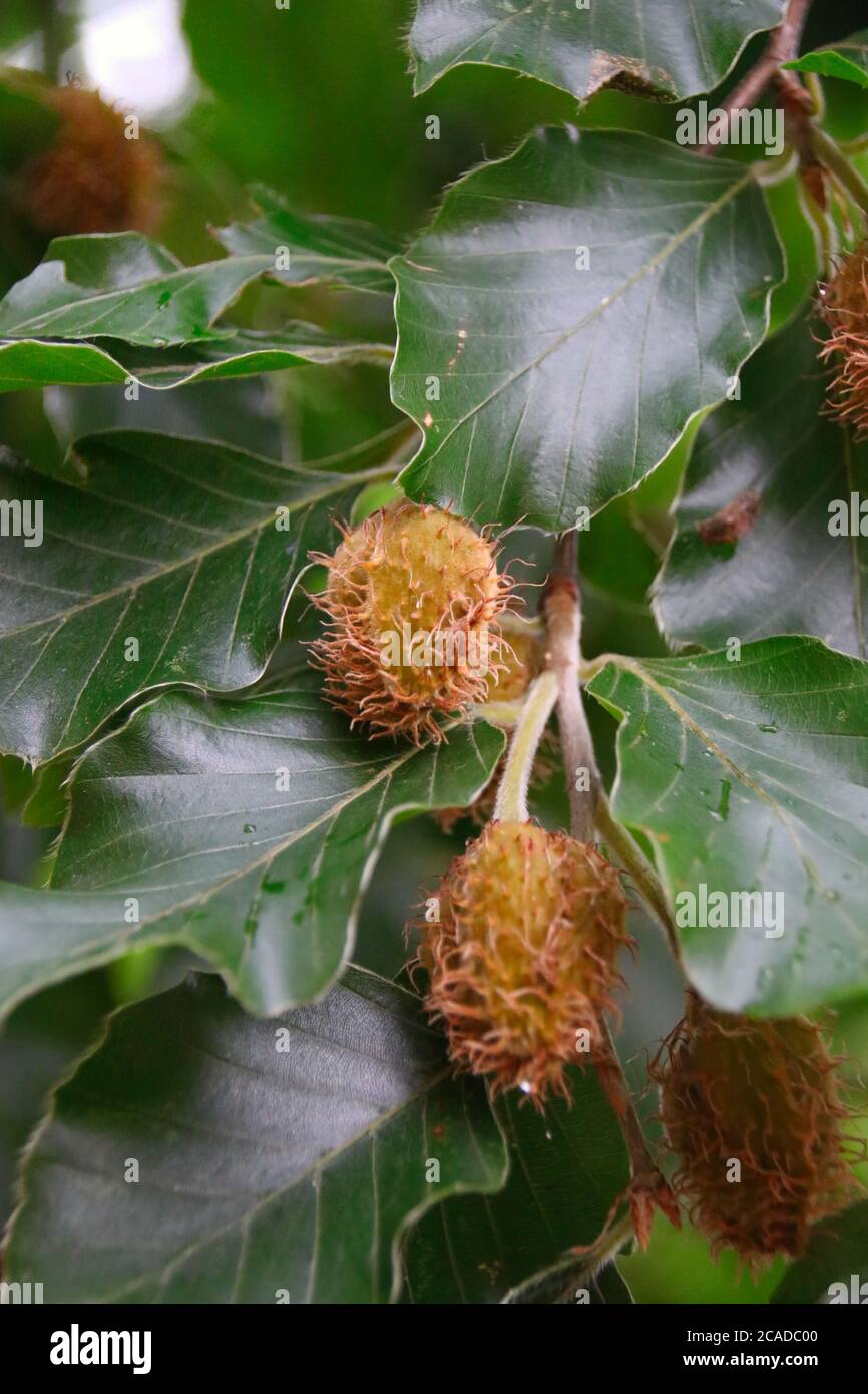 Viele Buchenfrüchte hängen am Baum Stockfoto