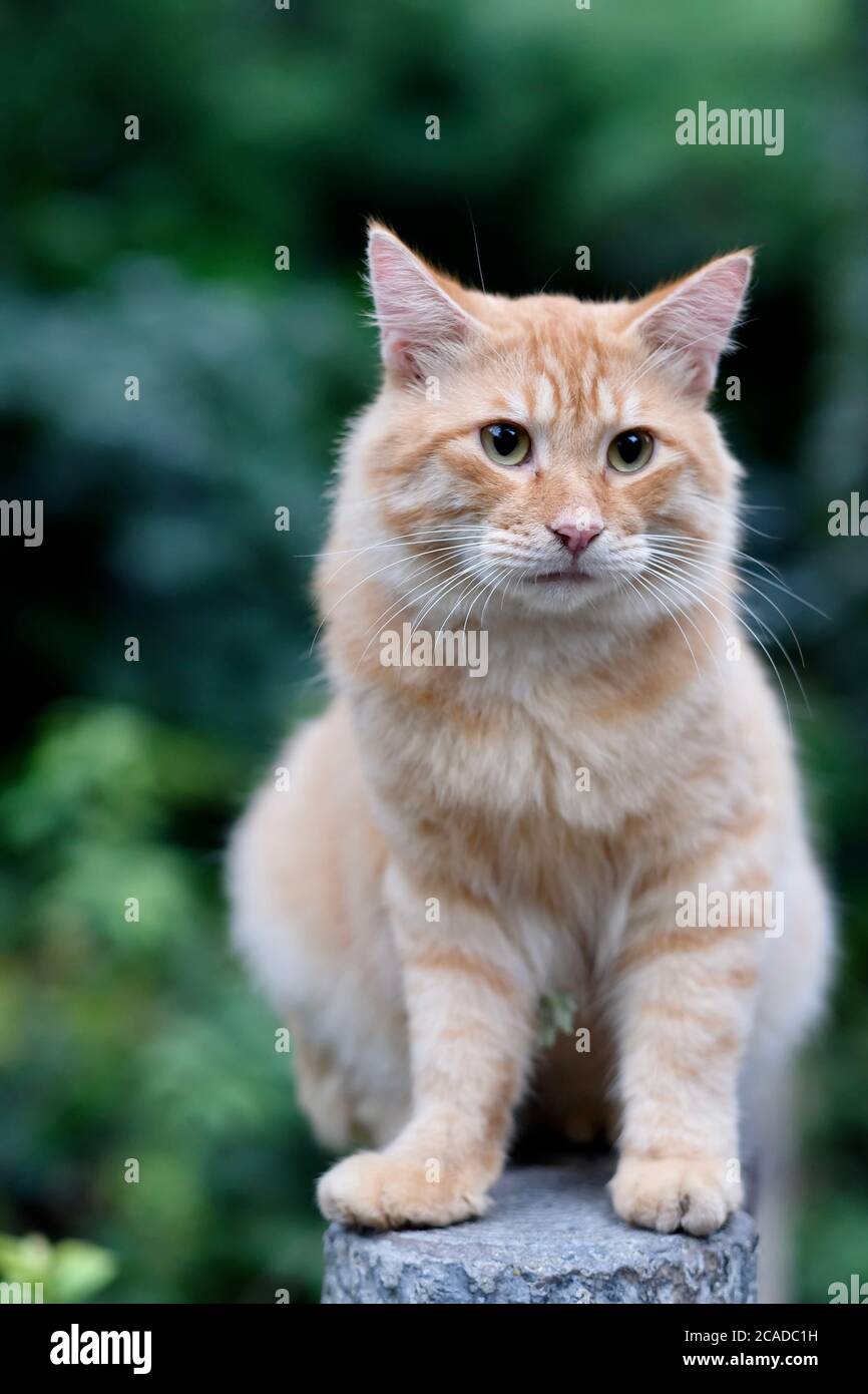 Nahaufnahme einer niedlichen braunen gestromten Katze, die auf der Säule steht. Hintergrund für grüne Bäume verwischen Stockfoto