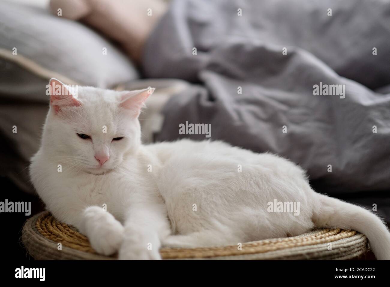 Nahaufnahme einer reinweißen, schläfrigen Katze, die bei Tageslicht auf dem Katzenbaum ruht. Bett mit Kissen und Steppdecke Stockfoto