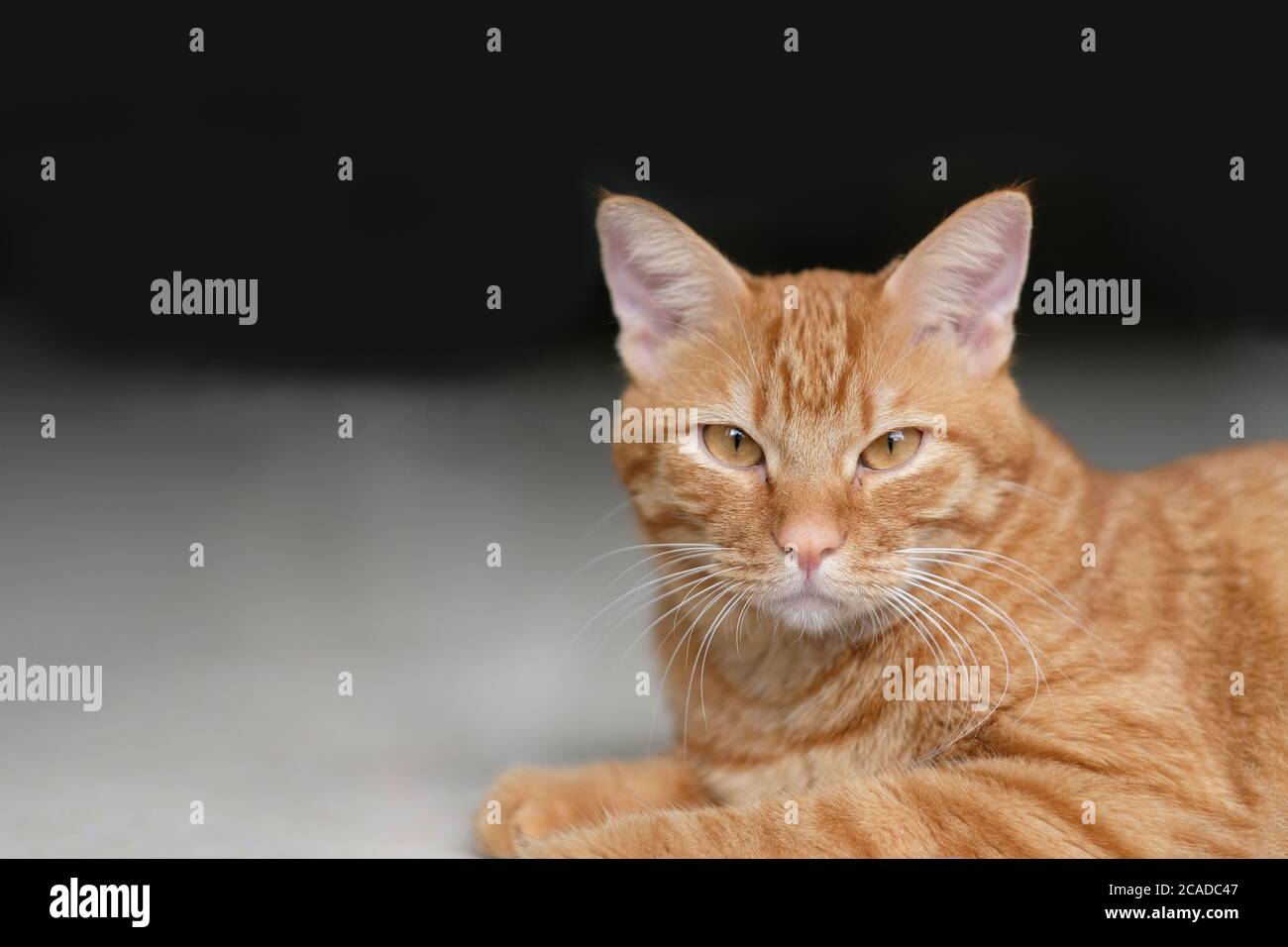 Nahaufnahme einer braungestromten Katze, die unter Sonnenlicht auf dem Boden liegt. Blick auf die Kamera. Verwischen Sie dunklen Hintergrund Stockfoto