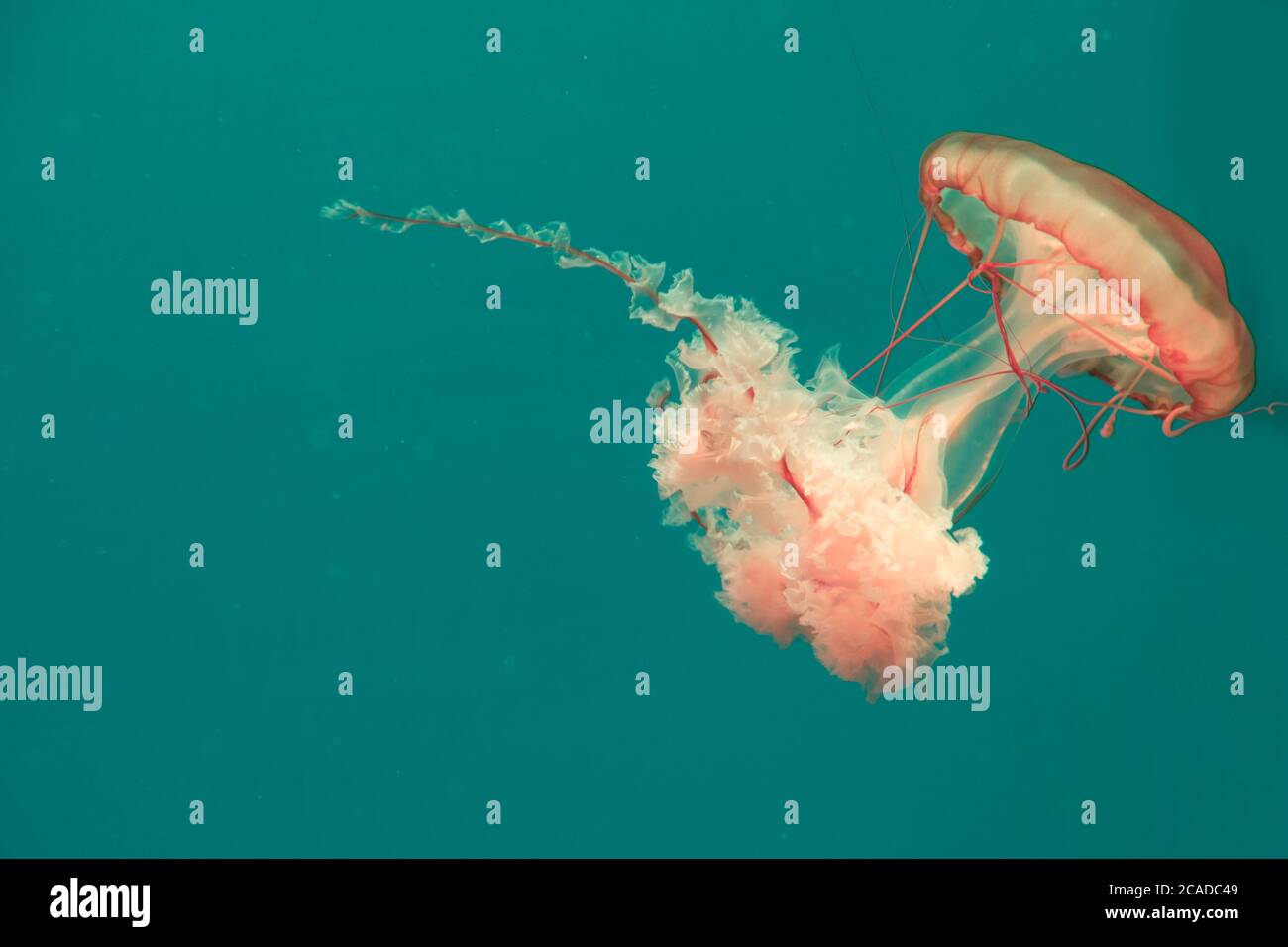 Nahaufnahme einer goldbraunen pazifischen Brennnesselqualle, die in klarem, grünem Wasser schwimmt. Stockfoto