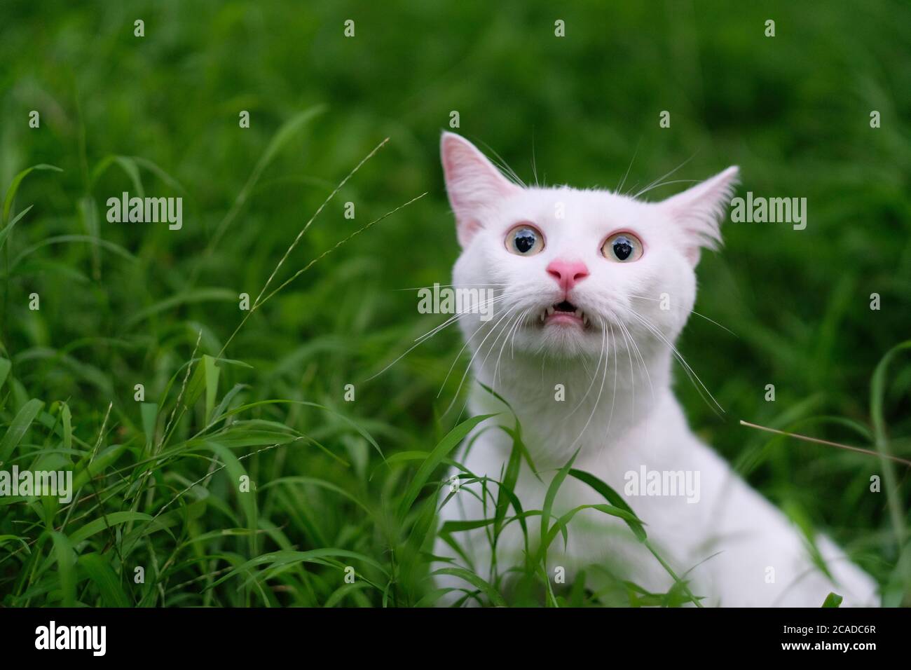 Nahaufnahme einer lustigen weißen Katze in frischem grünen Gras. Mund geöffnet, Augen weit geöffnet, Blick auf die Kamera. Hintergrund verwischen Stockfoto