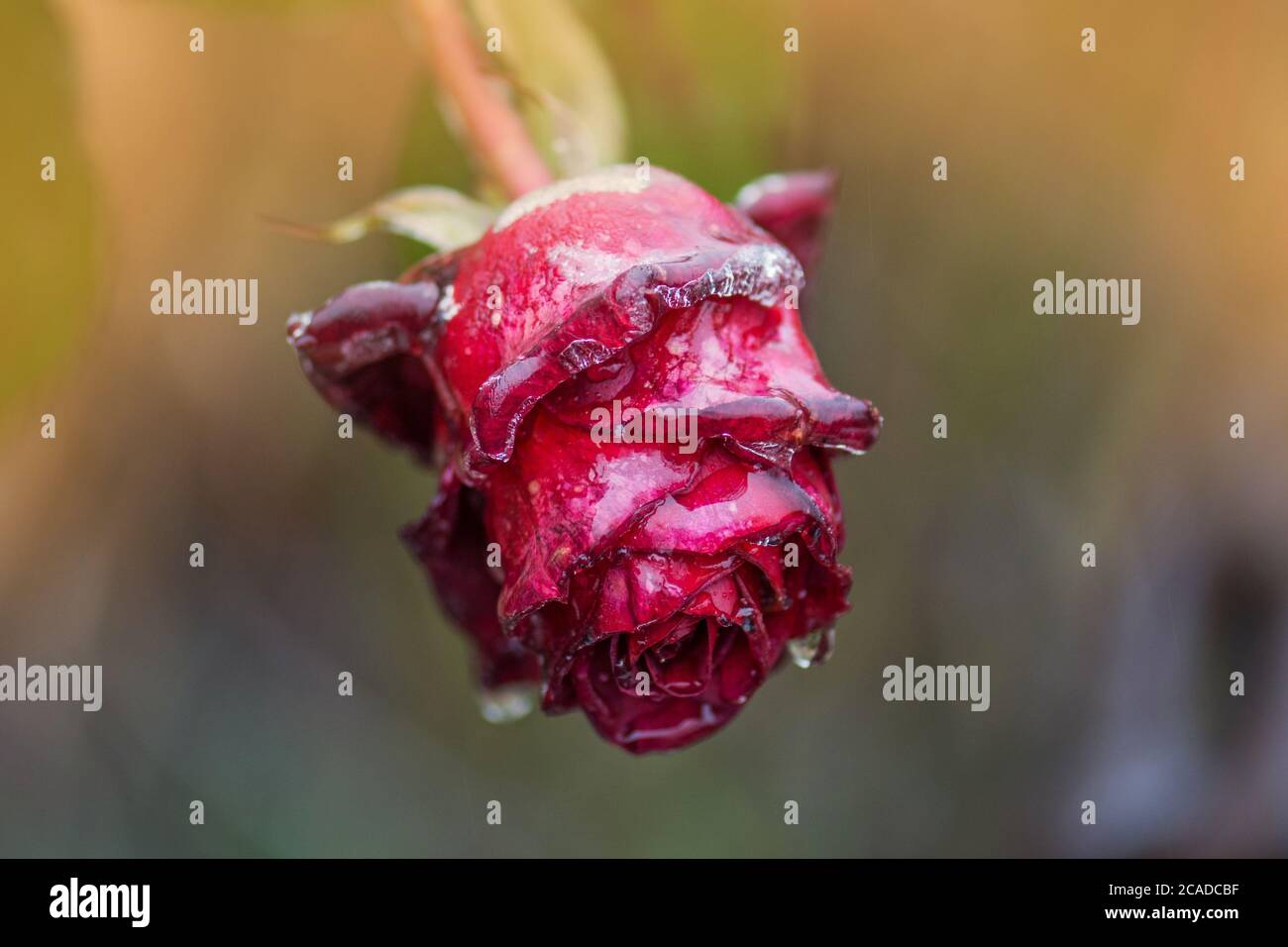 Gefrorene schöne Blume. Helle Rose in eisig. Rote Rose und gefrorene Blätter Stockfoto