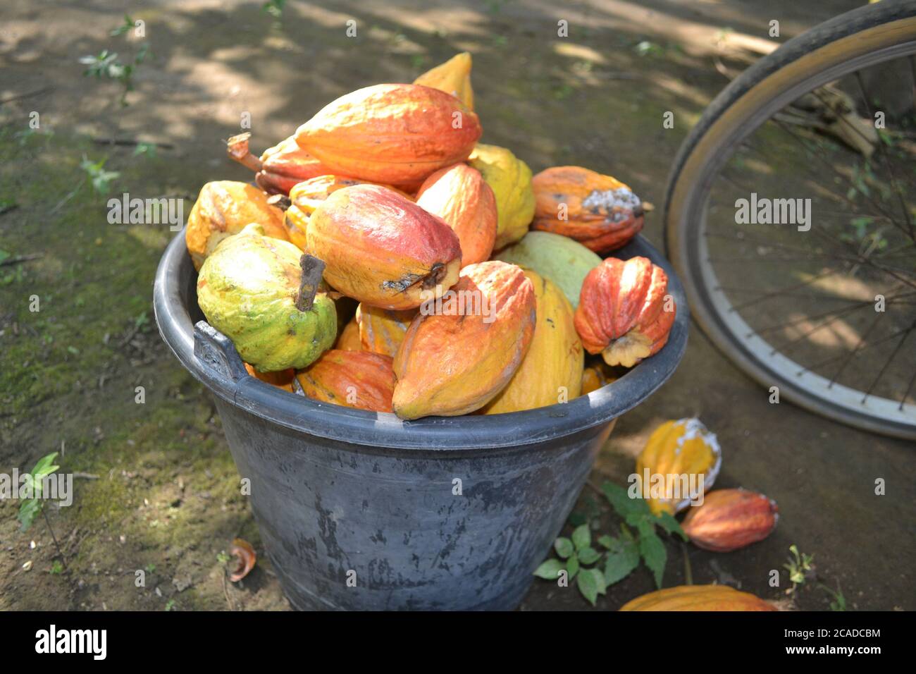 Reife Kakaofrucht in einem Eimer voller landwirtschaftlicher Gartenprodukte im Dorf Stockfoto