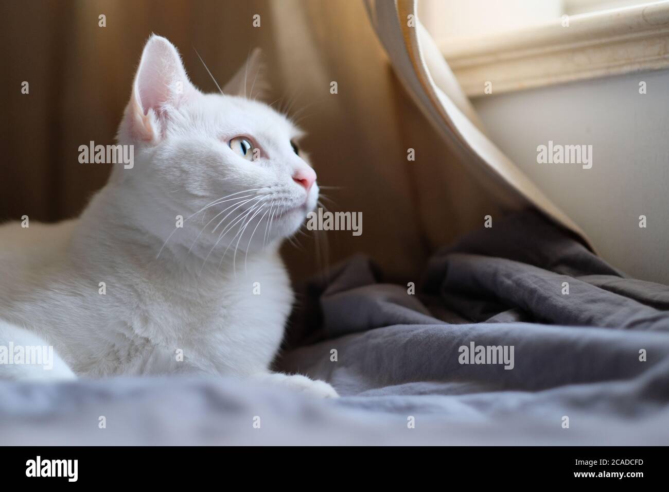 Close up eine niedliche weiße Katze auf Quilt unter Sonnenlicht Blick aus dem Fenster liegen. Weichzeichnen Hintergrund Stockfoto