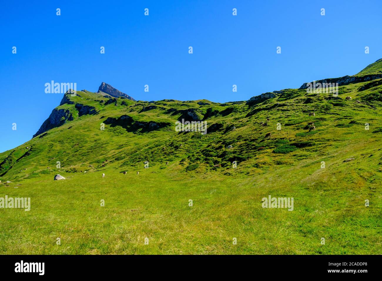 Grasland zum Piz Uccello, Lepontine Alpen, Schweiz Stockfoto