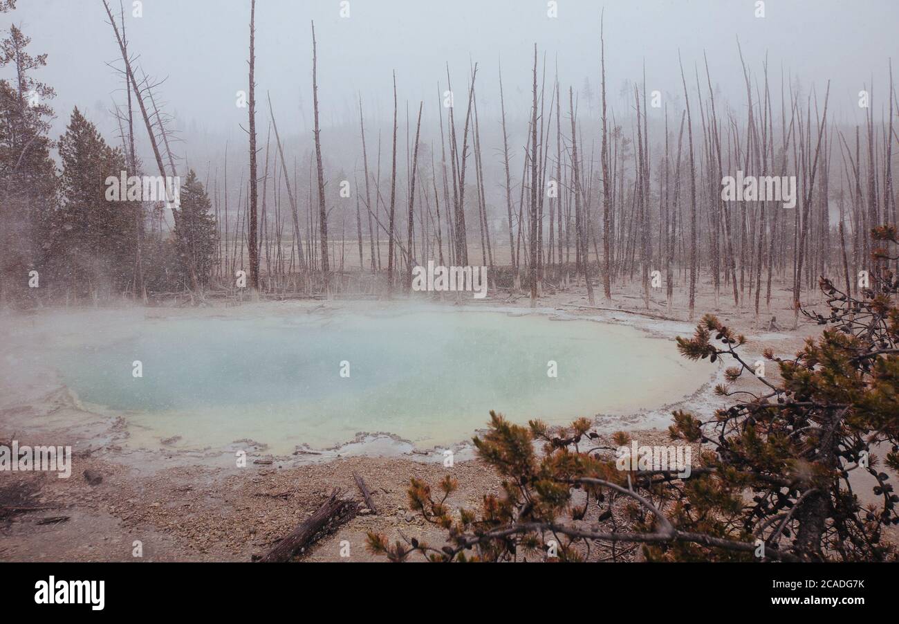 Norris Geyser Basin des Yellowstone National Park in einem Schneesturm Stockfoto