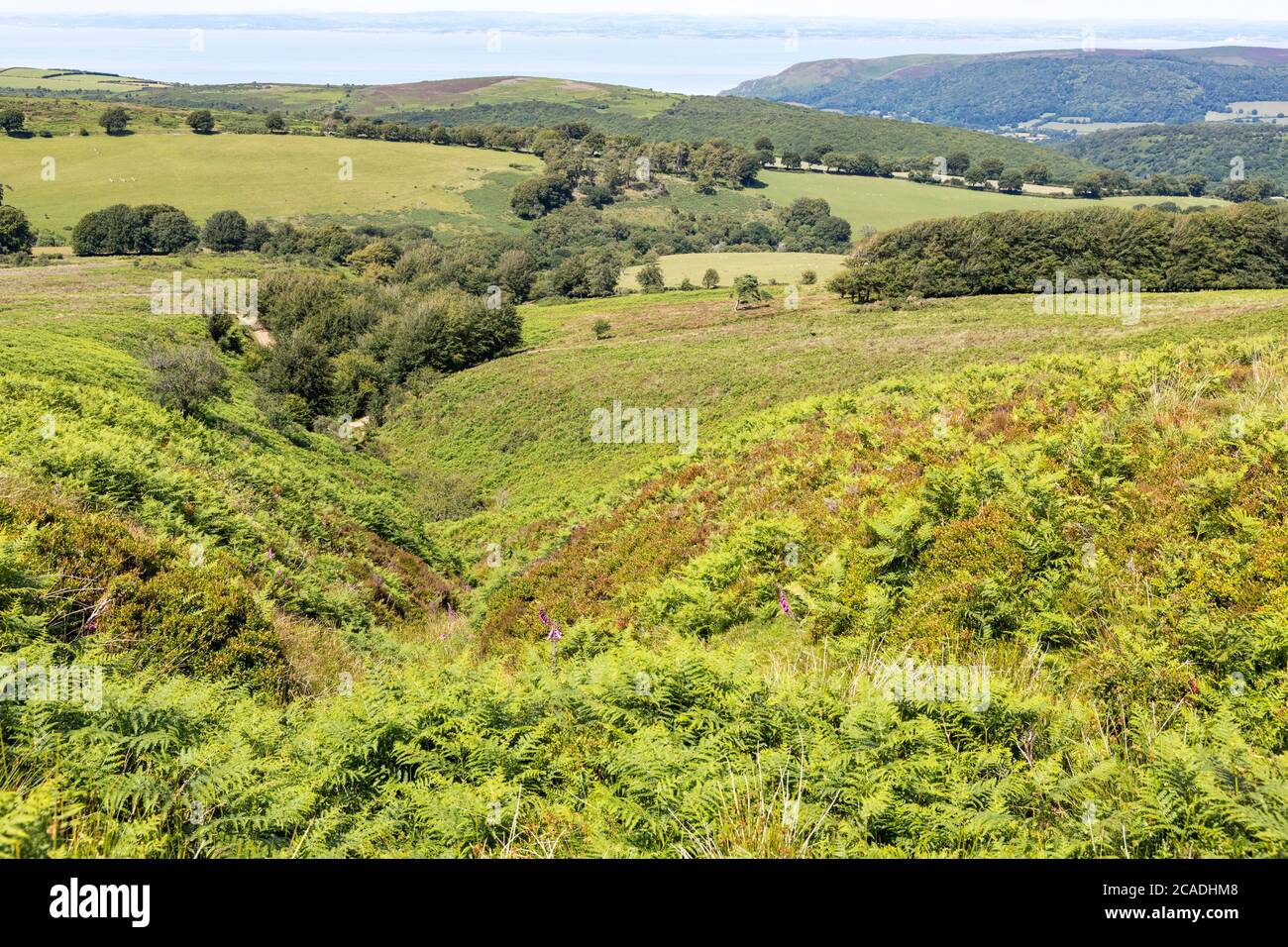 Exmoor National Park - EIN Blick vom Dunkery Hill unterhalb Dunkery Beacon hinunter Sweetworthy Combe, Somerset UK Stockfoto