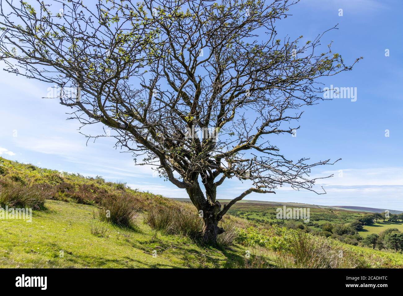 Exmoor National Park - ein alter Weißdornbaum auf Dunkery Hill unterhalb Dunkery Beacon neben Sweetworthy Combe, Somerset UK Stockfoto