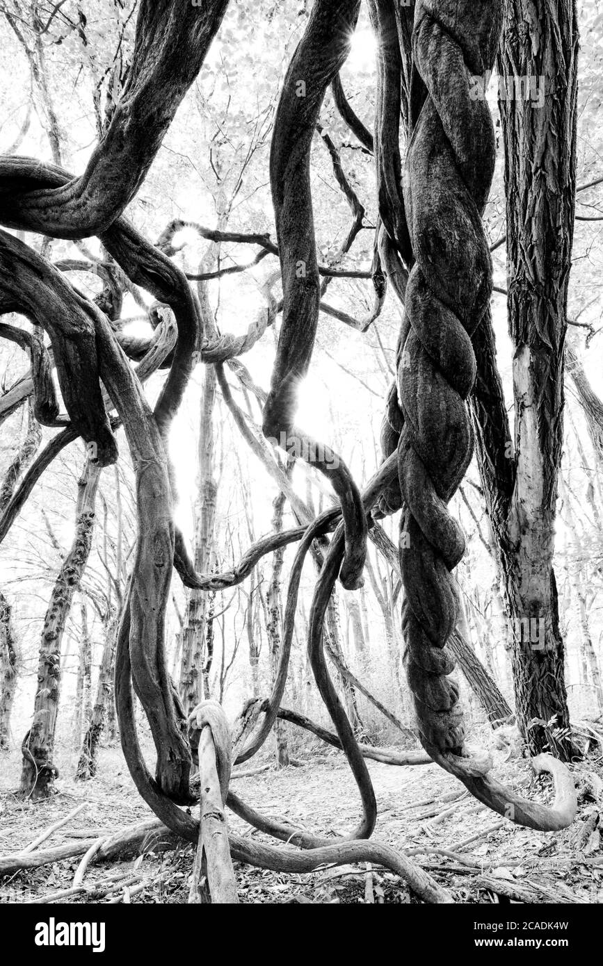 Bäume mit verdrehten Ästen im Wald Stockfoto