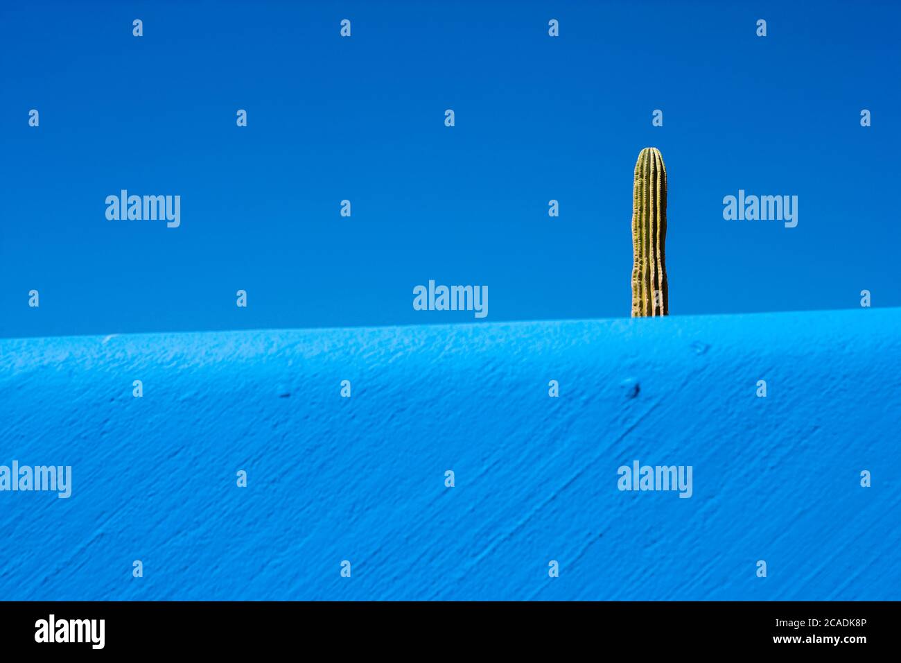 Kaktuspflanze, die über eine blaue Wand steigt, und ein strahlend blauer Himmel Stockfoto